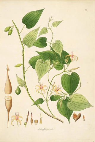 William Roxburgh - Plants of the coast of Coromandel Pl032.webp