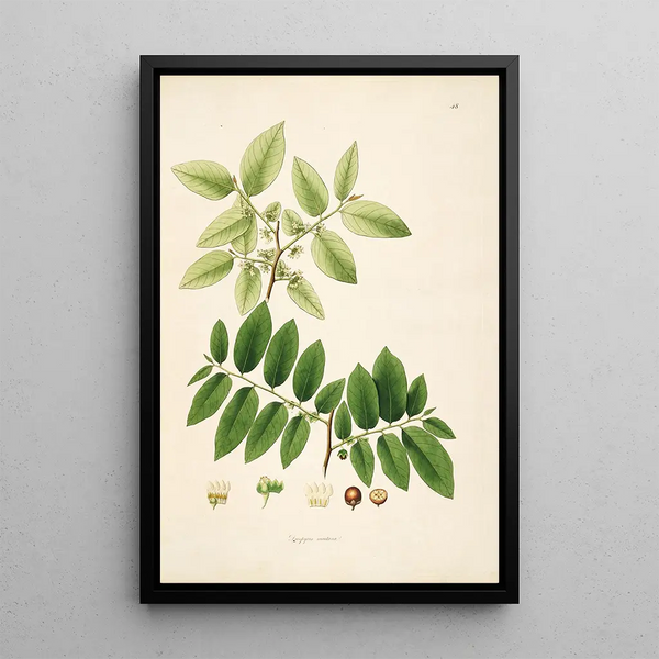 William Roxburgh - Plants of the coast of Coromandel Pl048.webp