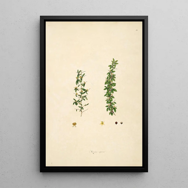 William Roxburgh - Plants of the coast of Coromandel Pl068.webp