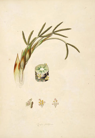 William Roxburgh - Plants of the coast of Coromandel Pl071.webp