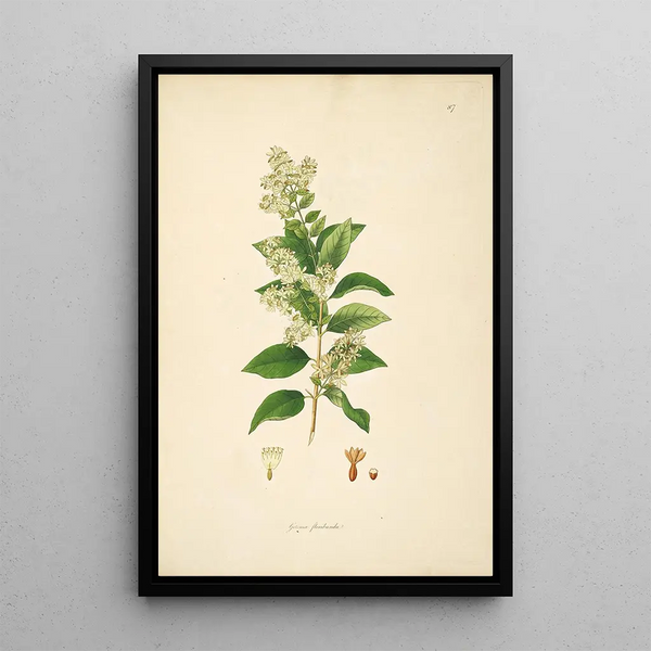 William Roxburgh - Plants of the coast of Coromandel Pl087.webp