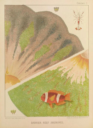 William SavilleKent - Barrier Reef Anemones II.webp