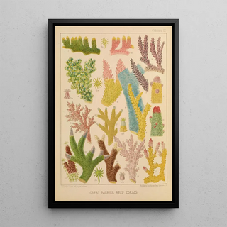 William SavilleKent - Great Barrier Reef Corals III.webp