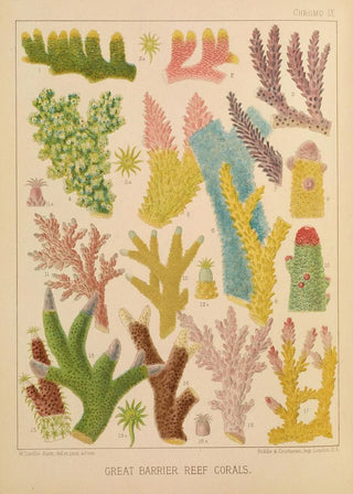 William SavilleKent - Great Barrier Reef Corals III.webp