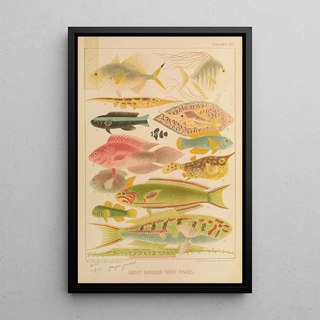 William SavilleKent - Great Barrier Reef Fishes II.webp
