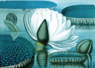 William Sharp - Waterlilies.webp