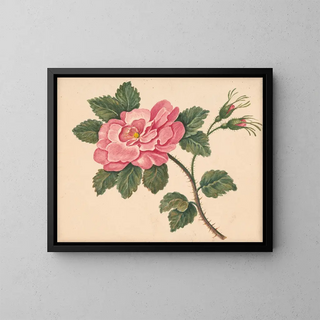 William Wood Thackara - Rose on a stem with leaves and unopened blossoms.webp