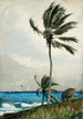 Palmier à Nassau - Winslow Homer — vy av konstverket