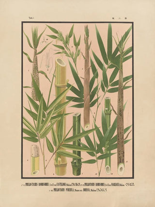 Yasuyoshi Shirasawa - Icones of the bamboos of Japan Nihon chikurui zufu Pl02.webp