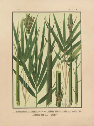 Yasuyoshi Shirasawa - Icones of the bamboos of Japan Nihon chikurui zufu Pl05.webp