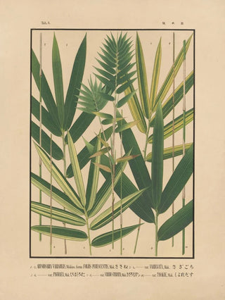 Yasuyoshi Shirasawa - Icones of the bamboos of Japan Nihon chikurui zufu Pl06.webp