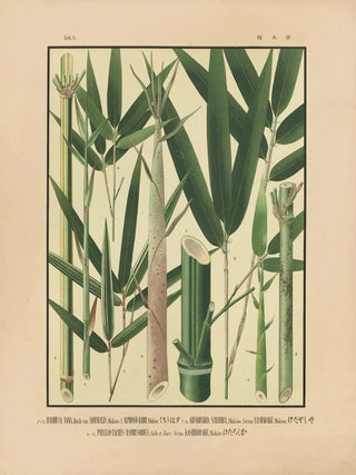Yasuyoshi Shirasawa - Icones of the bamboos of Japan Nihon chikurui zufu Pl09.webp