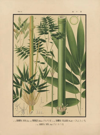 Yasuyoshi Shirasawa - Icones of the bamboos of Japan Nihon chikurui zufu Pl10.webp