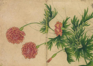 Zhang Ruoai - Peony.webp