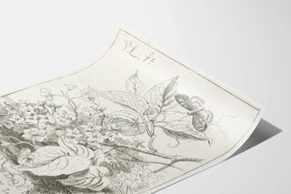 bloemenstudie-met-vlinder