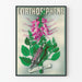 Vintageposter L'Orthosiphène väggdekoration botanisk