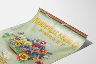 mandeville-king-co-superior-flower-seeds-bowl-of-pansies