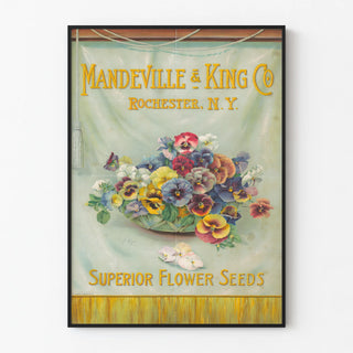 mandeville-king-co-superior-flower-seeds-bowl-of-pansies