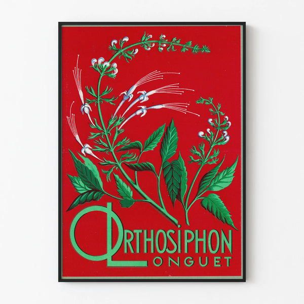 Botanisk affisch Orthosiphon Longuet - Vintage väggdekoration natur