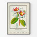 Vintage botanisk poster med blomma Strophanthus gratus Ouabaïne Arnaud