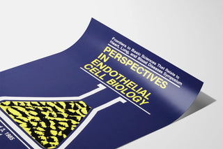 perspectives-in-endothelial-cell-biology
