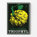 Vintageaffisch Thiophyl - Retro medicinsk väggdekoration
