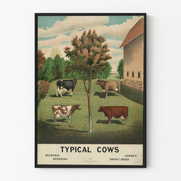 typical-cows