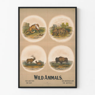 wild-animals-4